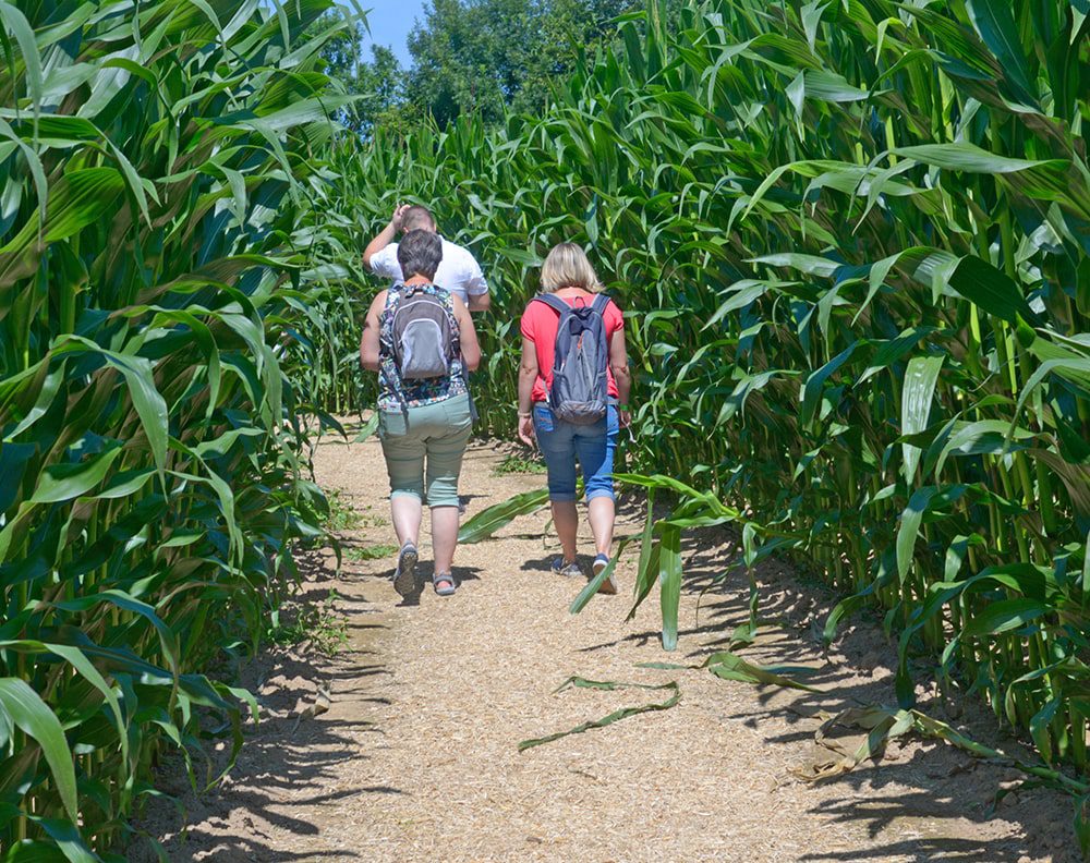 Labyrinthe de maïs en Normandie