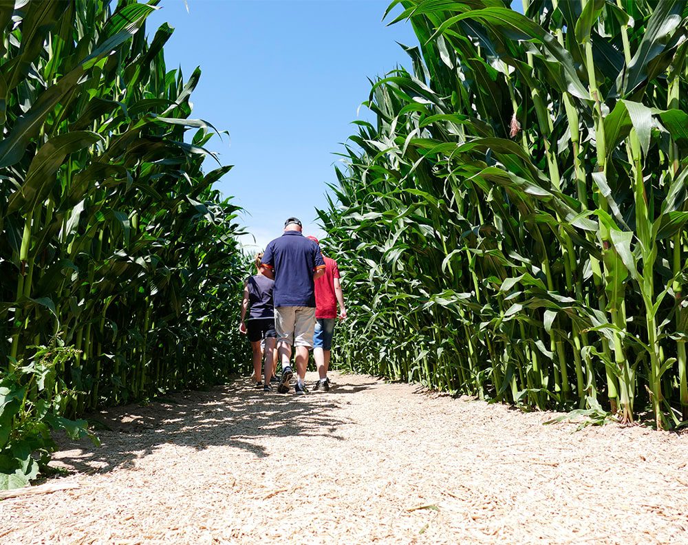 Labyrinthe de maïs en Normandie