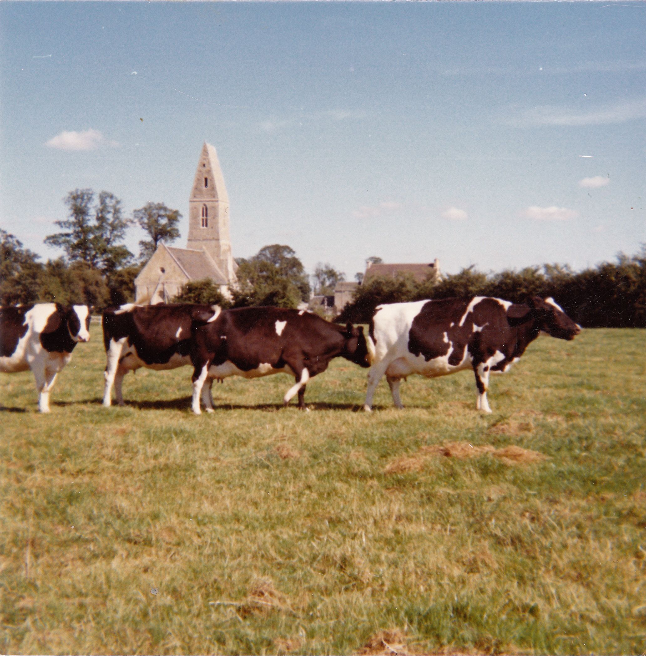Photo d'archive : troupeau de vaches laitières dans un pré de la ferme familiale